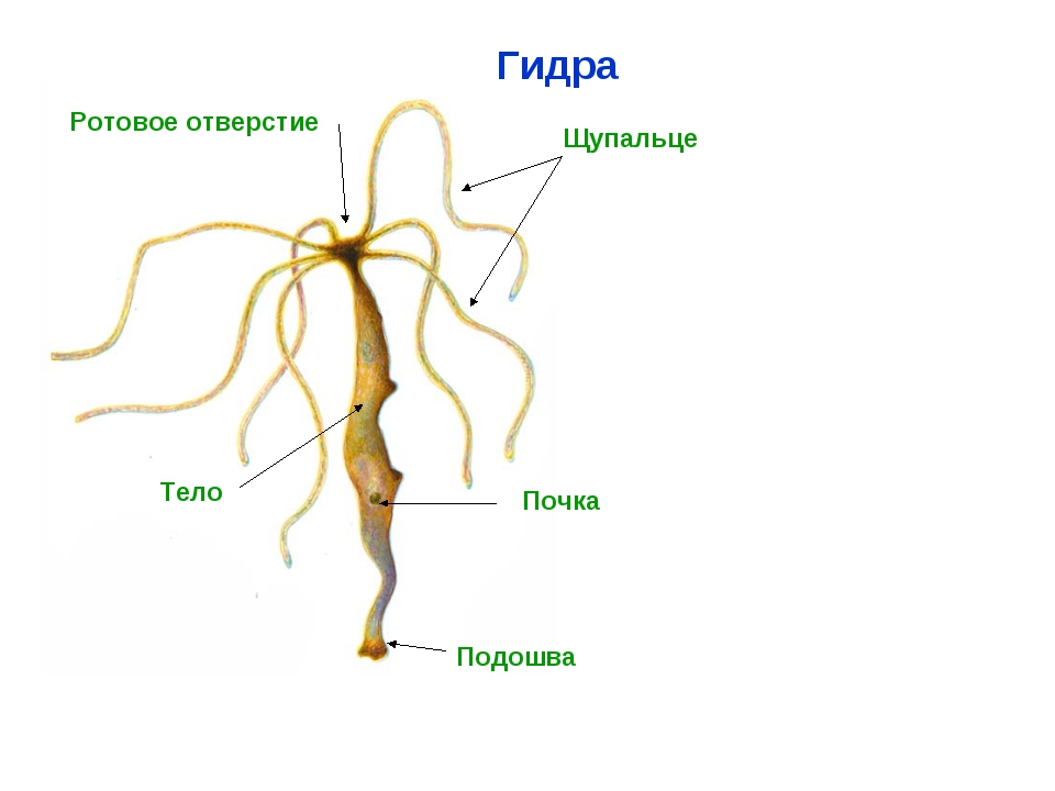 Кракен безопасный вход